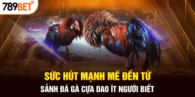 Sức hút mạnh mẽ đến từ sảnh đá gà cựa dao ít người biết